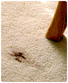 Carpet Cleaners Seattle